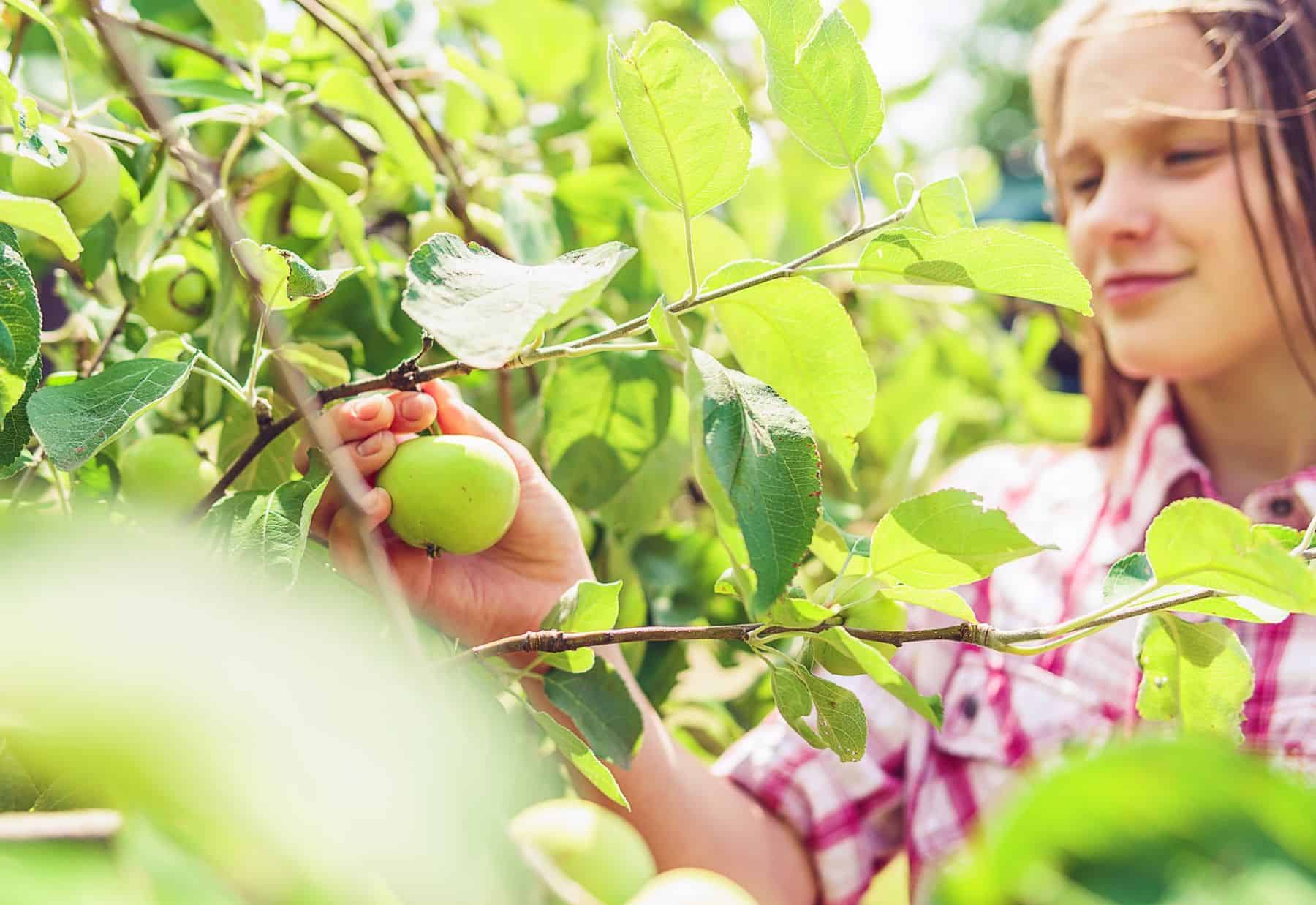 The Complete Guide to Growing an Organic Vegetable Garden and How it Can Improve Your Health